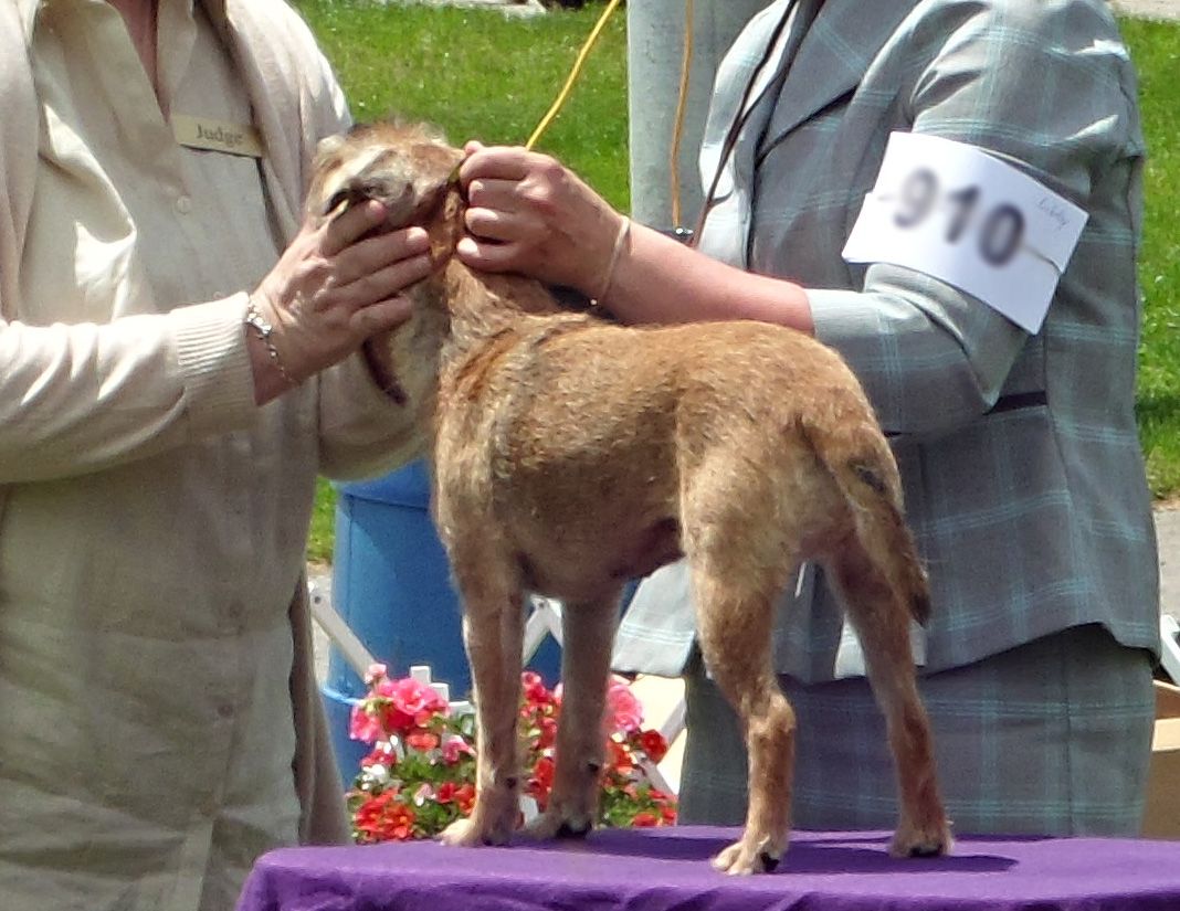 The border deals terrier club